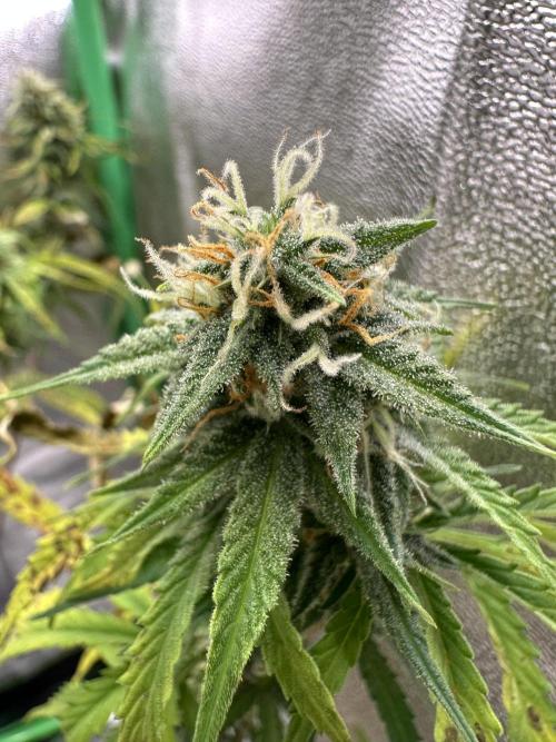 Community Grow Oct 2025 ELSA. Week 11 - The Good side
