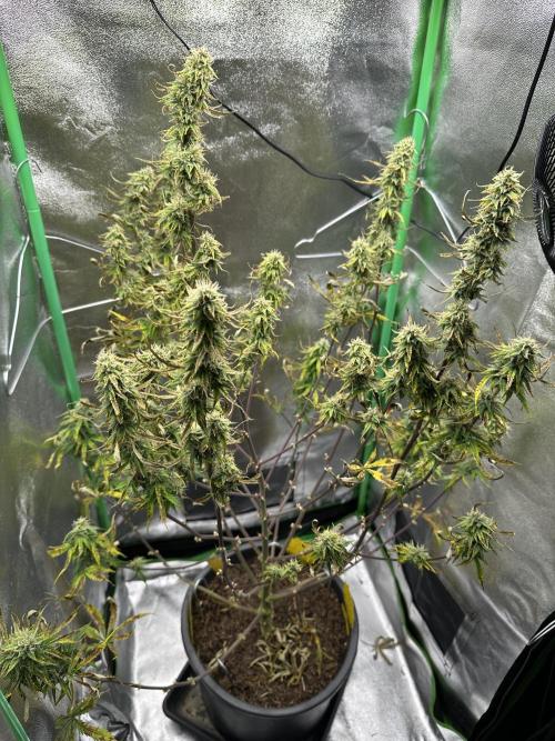 Community Grow Oct 2025 ELSA. Week 11 - Day 75