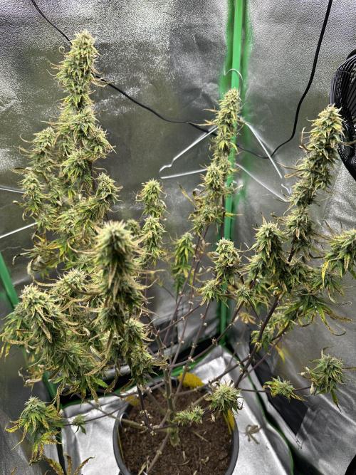 Community Grow Oct 2025 ELSA. Week 11 - Day 76