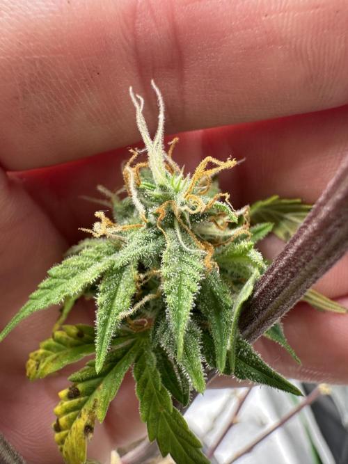 Community Grow Oct 2025 ELSA. Week 11 - Elsa‘s x-mas present for me… it is little but nice… she will do it.