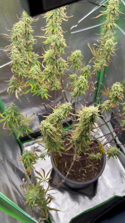 Community Grow Oct 2025 ELSA