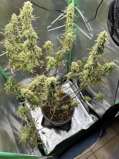 Community Grow Oct 2025 ELSA. Week 12 - Day 79