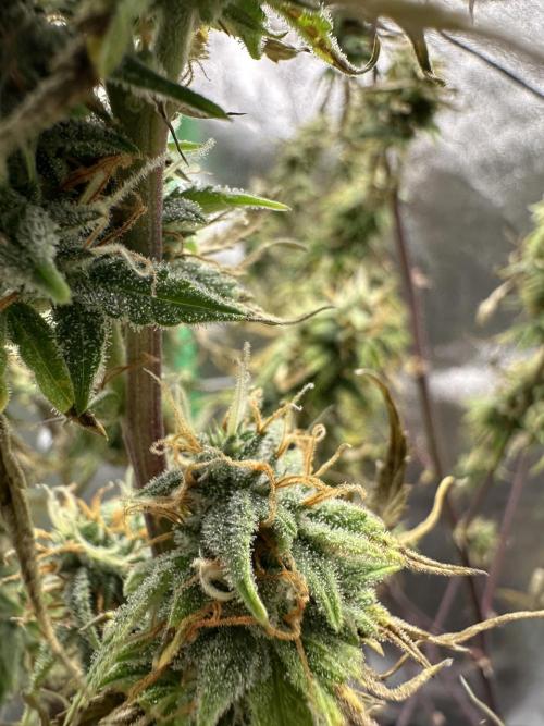 Community Grow Oct 2025 ELSA. Week 12 - And in Little places she look so cute and nice. 