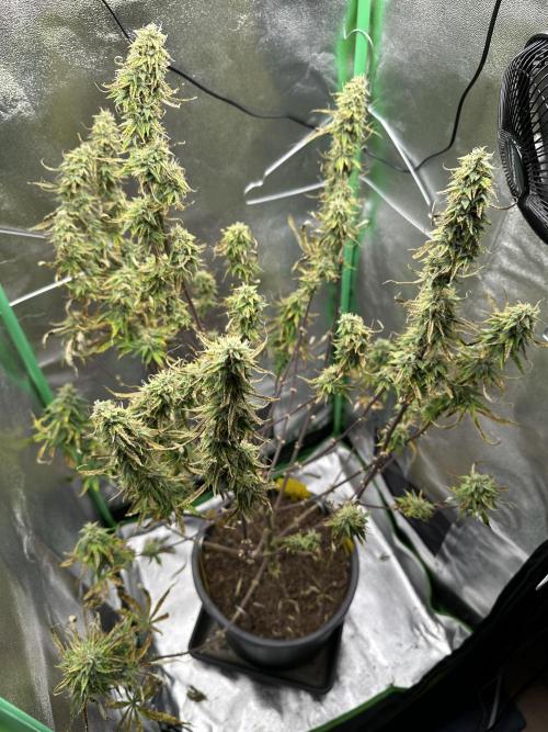 Community Grow Oct 2025 ELSA. Week 12 - Day 80