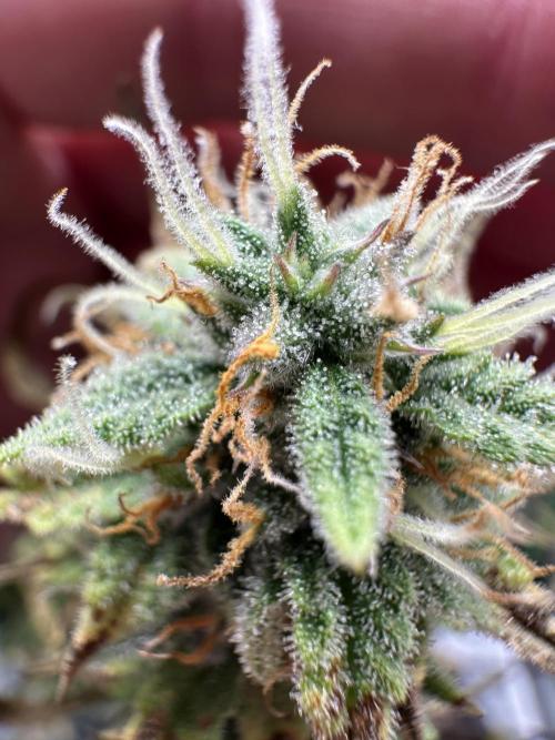 Community Grow Oct 2025 ELSA. Week 12 - Looks Like she is all around healthy.