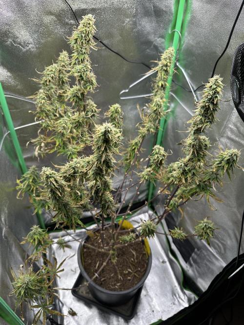 Community Grow Oct 2025 ELSA. Week 12 - Day 81