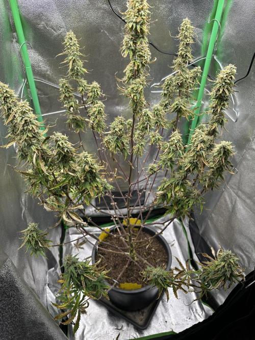 Community Grow Oct 2025 ELSA. Week 12 - Day 82