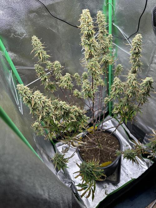 Community Grow Oct 2025 ELSA. Week 12 - Day 83