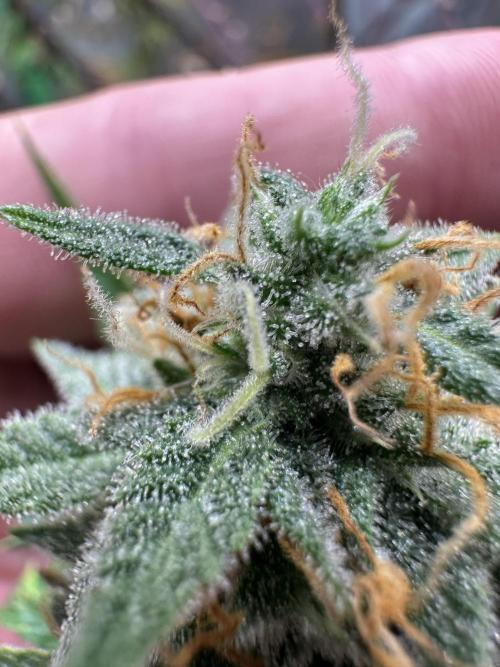 Community Grow Oct 2025 ELSA. Week 12 - Her trichome are not ready… i must wait.