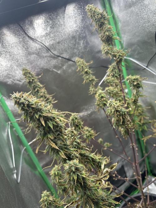 Community Grow Oct 2025 ELSA. Week 12 - Day 84