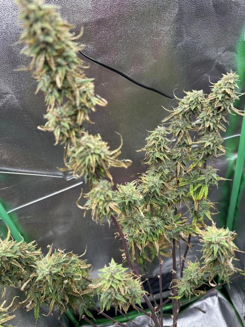 Community Grow Oct 2025 ELSA. Week 12 - Day 85