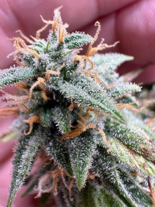 Community Grow Oct 2025 ELSA. Week 12 - Tommorow we change the year… Happy new year for you Elsa…it will be not better😔