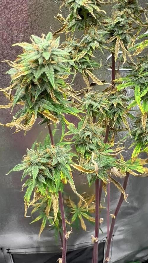 Community Grow Oct 2025 ELSA