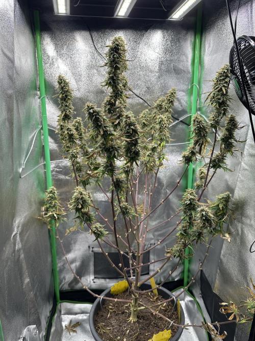 Community Grow Oct 2025 ELSA. Week 13 - Day 87