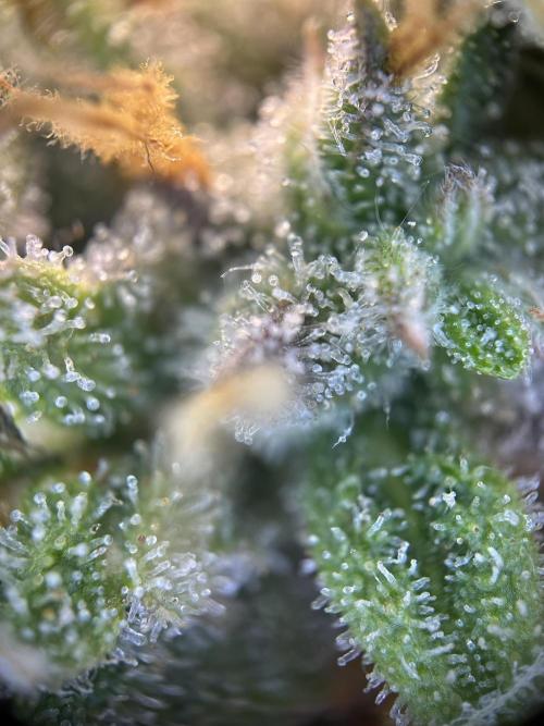 Community Grow Oct 2025 ELSA. Week 13 - Elsa need some more time …