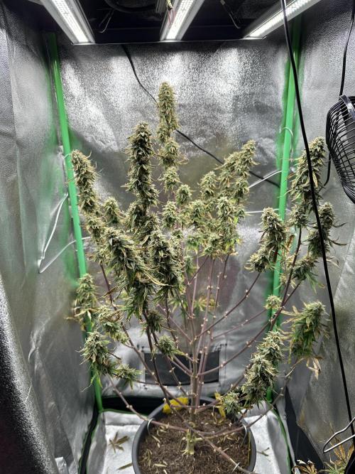 Community Grow Oct 2025 ELSA. Week 13 - Day 88