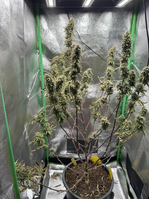 Community Grow Oct 2025 ELSA. Week 13 - Day 89