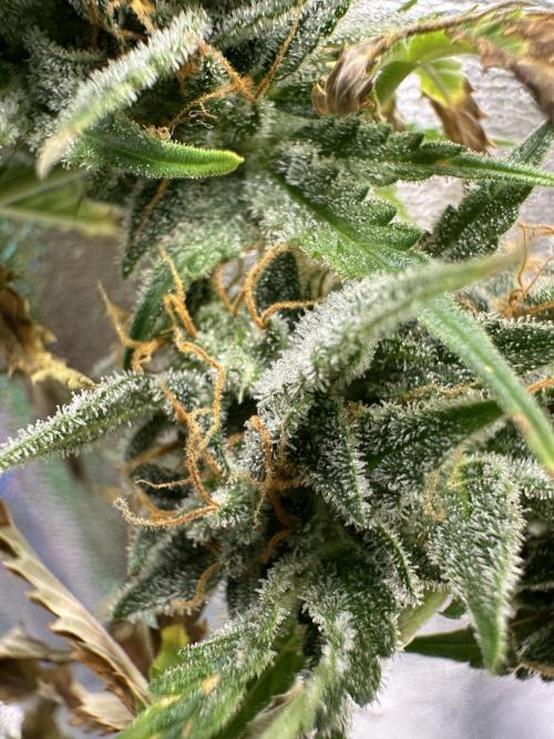 Community Grow Oct 2025 ELSA. Week 13 - Her Little Buds hanging full,