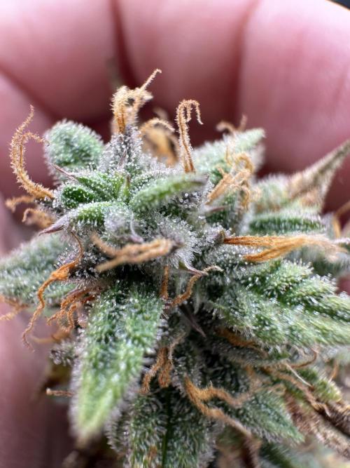 Community Grow Oct 2025 ELSA. Week 13 - …with trichome, but they are Not ready.