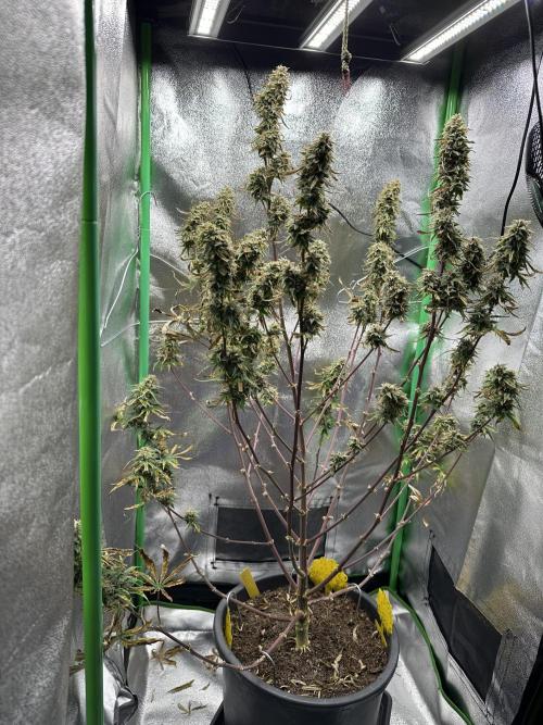 Community Grow Oct 2025 ELSA. Week 13 - Day 90