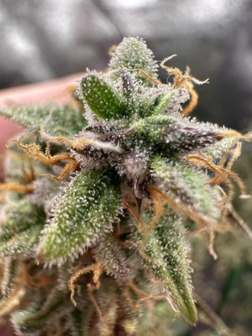 Community Grow Oct 2025 ELSA. Week 13 - Day 92 