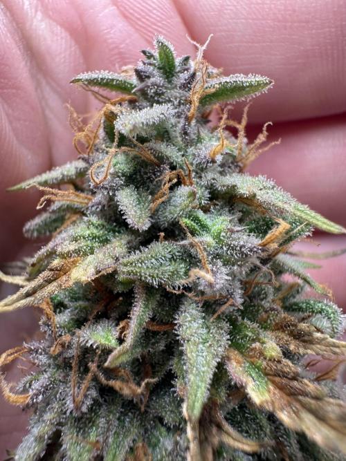 Community Grow Oct 2025 ELSA. Week 13 - Norhing new, we must check the trichome…