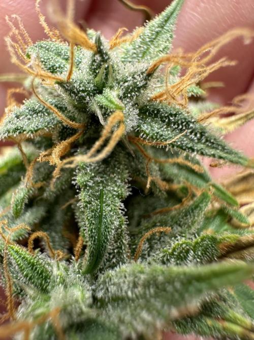 Community Grow Oct 2025 ELSA. Week 13 - Day 93 Elsa is taking her time .