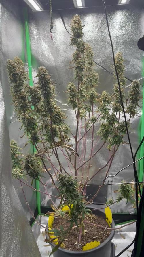 Community Grow Oct 2025 ELSA