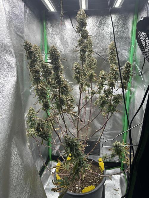 Community Grow Oct 2025 ELSA. Week 14 - Day 94