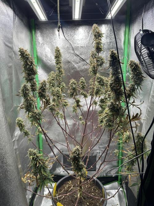 Community Grow Oct 2025 ELSA. Week 14 - Day 96 