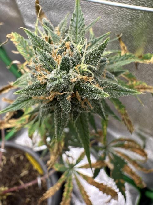 Community Grow Oct 2025 ELSA. Week 14 - One of her Flower Buds…how can a plant live without to few leaves?