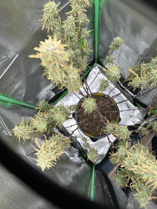 Community Grow Oct 2025 ELSA. Week 14 - Day97