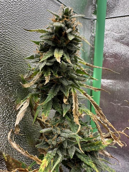 Community Grow Oct 2025 ELSA. Week 14 - From far away she is looking so broken.