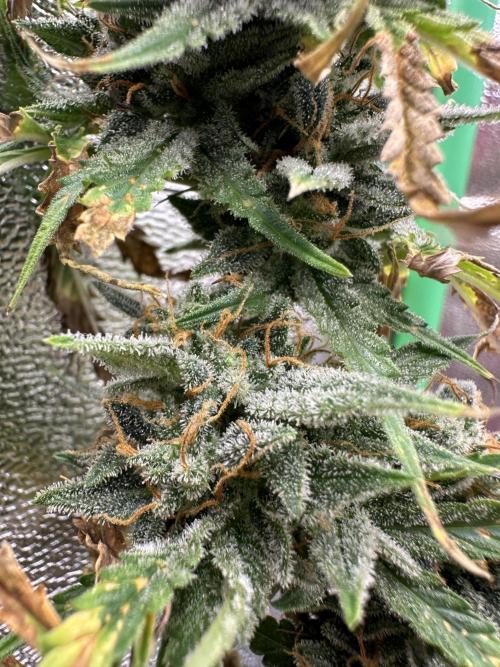 Community Grow Oct 2025 ELSA. Week 14 - Look closer… she show you her secrets… 