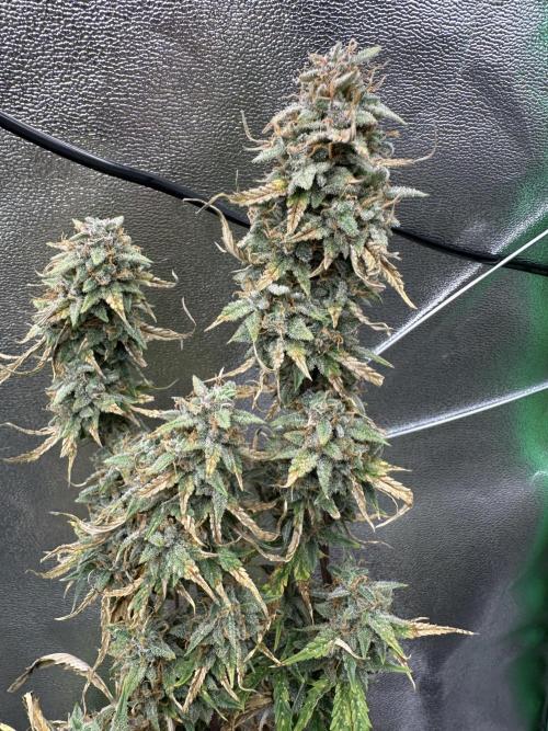 Community Grow Oct 2025 ELSA. Week 14 - Day 98