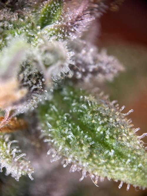 Community Grow Oct 2025 ELSA. Week 14 - Yes i think we can plan the harvest. 