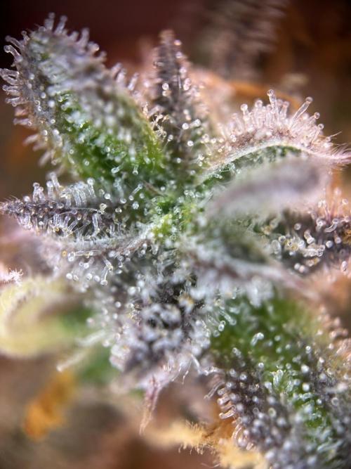 Community Grow Oct 2025 ELSA. Week 14 - Elsa Look ready…