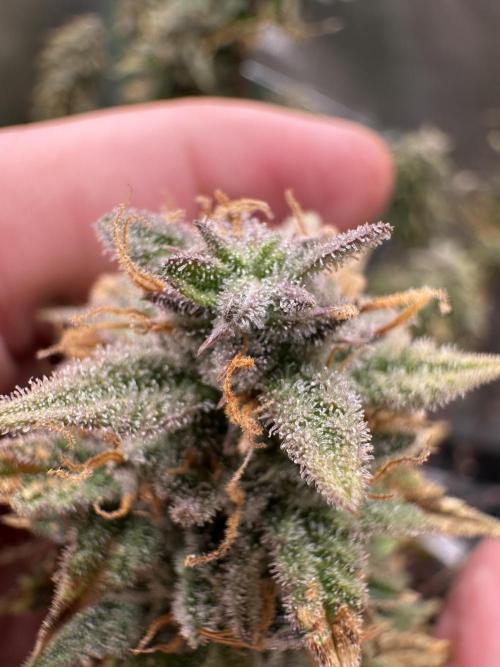 Community Grow Oct 2025 ELSA. Week 14 - Day 99