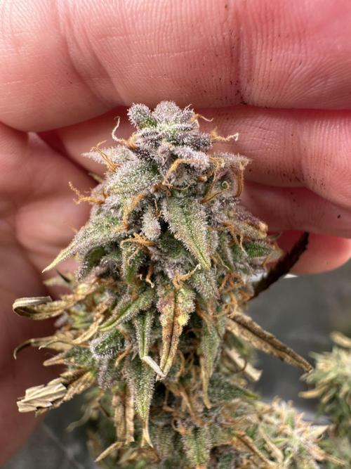 Community Grow Oct 2025 ELSA. Week 14 - Tommorow we harvest Elsa on her 100 day birthday 🤗