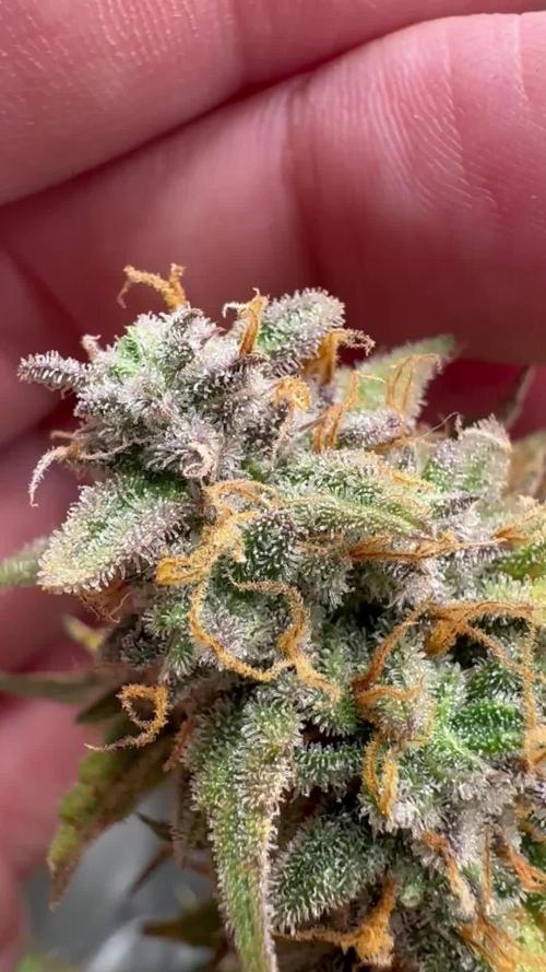 Community Grow Oct 2025 ELSA