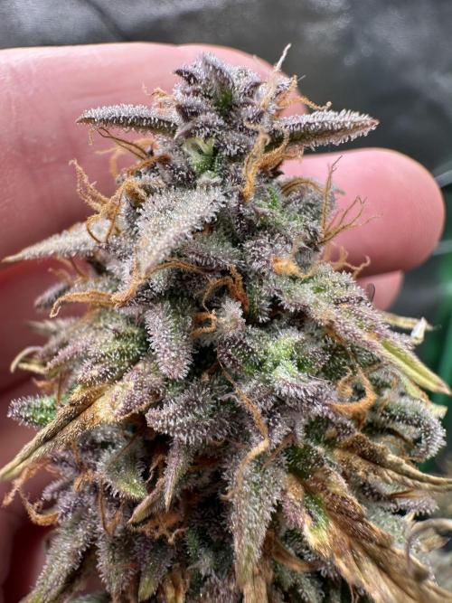 Community Grow Oct 2025 ELSA. Week 15 - From my Point of View, she‘s finished