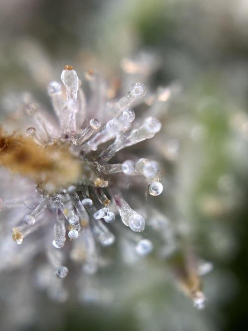 Community Grow Oct 2025 ELSA. Week 15 - … at her …