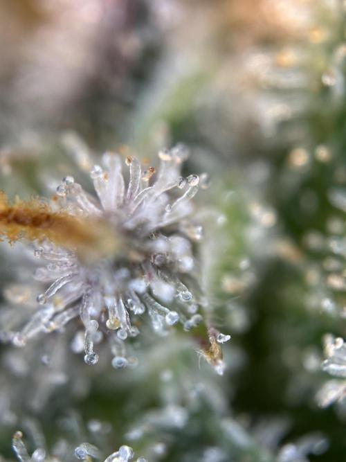 Community Grow Oct 2025 ELSA. Week 15 - … Trichome.