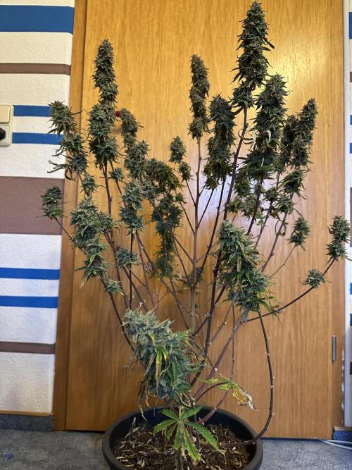 Community Grow Oct 2025 ELSA. Week 15 - Elsa‘s last seconds … goodbye, Little ice princess 