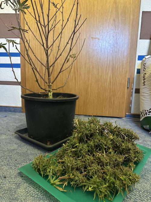 Community Grow Oct 2025 ELSA. Week 15 - Now, the grow is over.