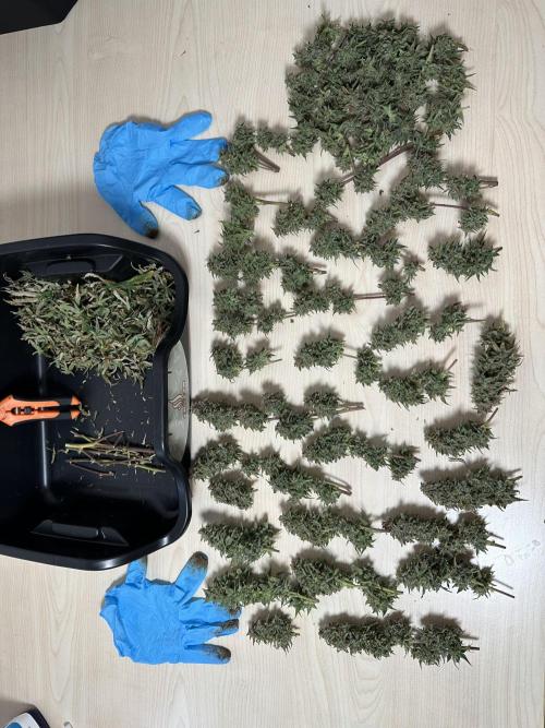 Community Grow Oct 2025 ELSA. Week 15 - 270g wet Thank you Elsa … I think it will be nice weed. It smells good … 