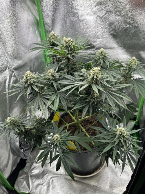 Triploid Seed Test Cookie Queen Tessa. Week 10 - Day 65 is the start for Tessa‘s Week 10