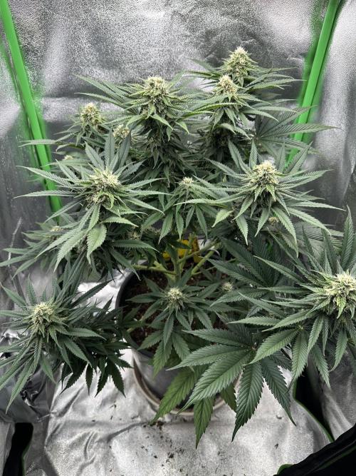 Triploid Seed Test Cookie Queen Tessa. Week 10 - Day 66