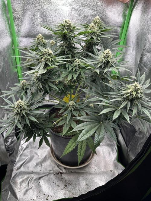 Triploid Seed Test Cookie Queen Tessa. Week 10 - Day 67