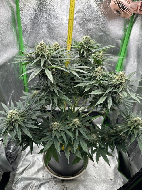 Triploid Seed Test Cookie Queen Tessa. Week 10 - On Day 67 we must measure her highness 😉